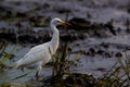 TheÃÂ cattle egretÃÂ - Bubulcus ibis